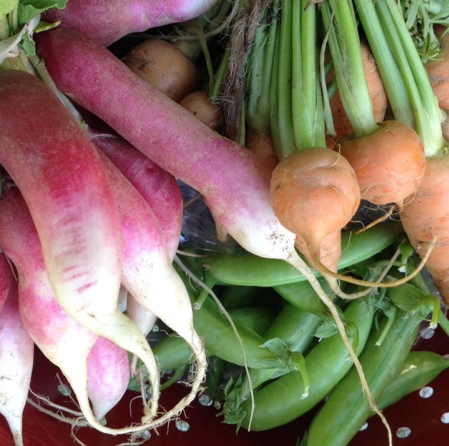 snap peas, French breakfast radishes, carrots